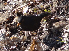 Turdus merula