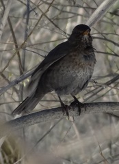 Turdus merula