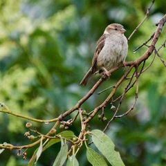 Passer domesticus