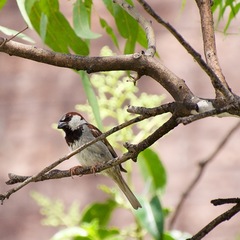 Passer domesticus
