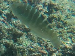 Halichoeres notospilus