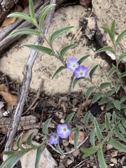 Evolvulus nuttallianus