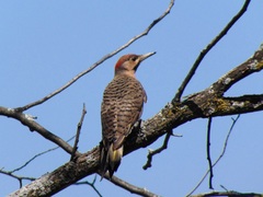 Colaptes auratus