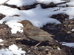 Turdus merula