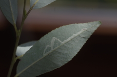 Phyllocnistis saligna