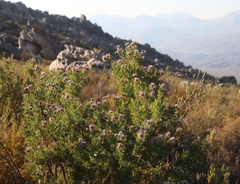 Serruria pedunculata