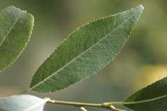 Phyllocnistis saligna