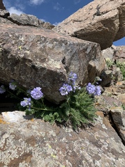 Polemonium confertum