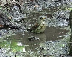 Turdus pilaris