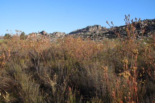 Image of Leucadendron diemontianum by (c) Tony Rebelo, some rights reserved (CC BY-SA)