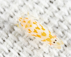 Eratoneura restricta