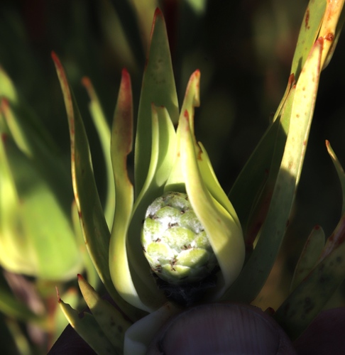 Image of Leucadendron diemontanum by (c) Tony Rebelo, some rights reserved (CC BY-SA)