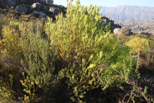 Image of Leucadendron diemontanum by (c) Tony Rebelo, some rights reserved (CC BY-SA)
