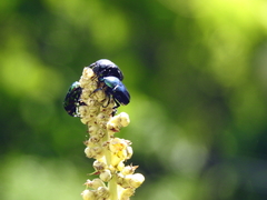 Protaetia cuprea