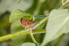 Piruna penaea
