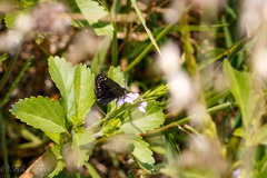 Pholisora mejicanus