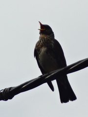 Turdus pilaris