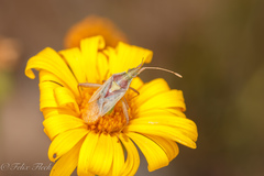 Harmostes