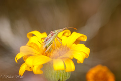 Harmostes