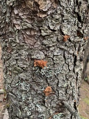 Dendroctonus rufipennis