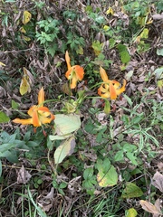 Lilium michauxii