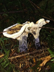 Hydnellum suaveolens