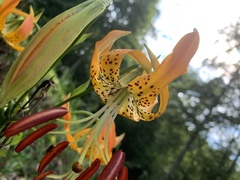 Lilium michauxii