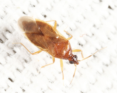 Amphiareus obscuriceps