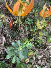 Lilium michauxii