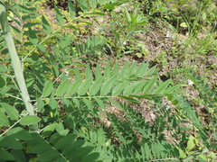 Sophora flavescens