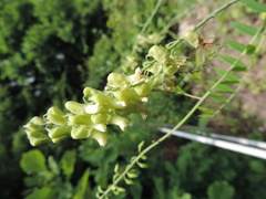 Sophora flavescens