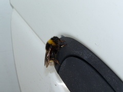 Bombus lucorum