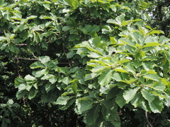 Quercus mongolica