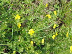 Potentilla