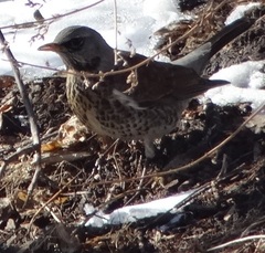 Turdus pilaris