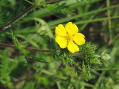 Potentilla
