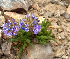 Polemonium chartaceum