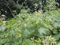 Vitaceae