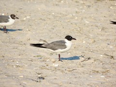 Leucophaeus atricilla megalopterus