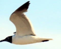 Leucophaeus atricilla megalopterus