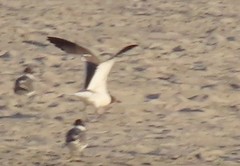 Leucophaeus atricilla megalopterus