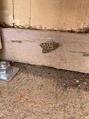 Pseudohemihyalea edwardsii