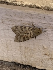 Pseudohemihyalea edwardsii