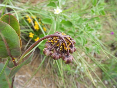 Asclepias elata (Asclepias elata)