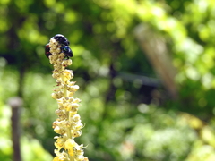 Protaetia cuprea