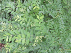 Zanthoxylum schinifolium