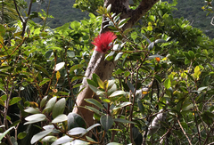 Metrosideros sclerocarpa