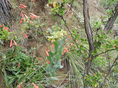 Image of Asclepias elata by (c) Leticia Jiménez Hernández, some rights reserved (CC BY-SA)