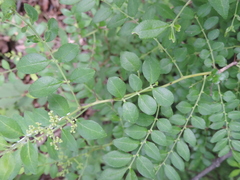 Zanthoxylum schinifolium