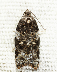 Acleris variana